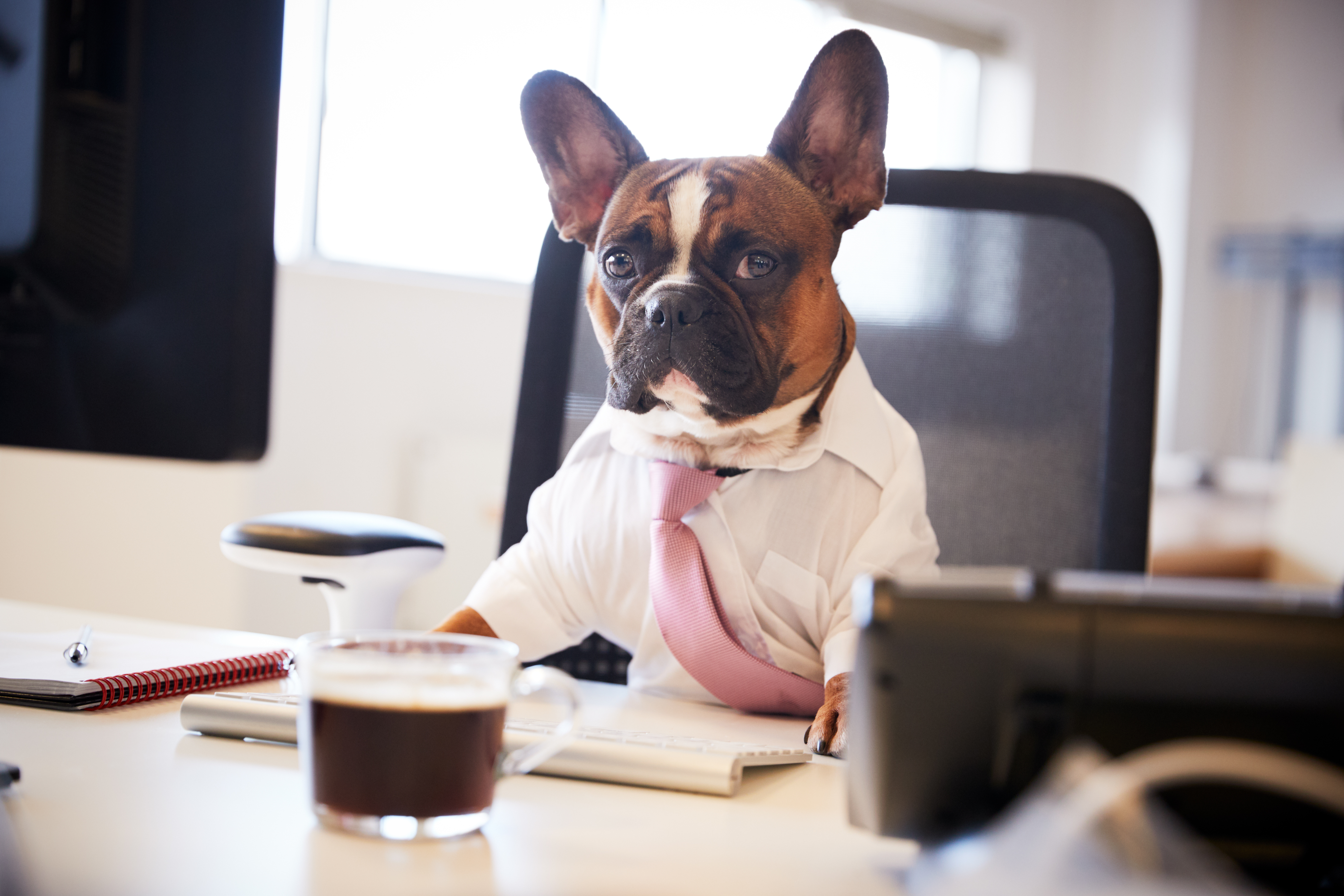 dog coffee desk office